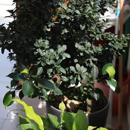 Gardenia *