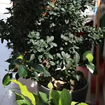 Gardenia *
