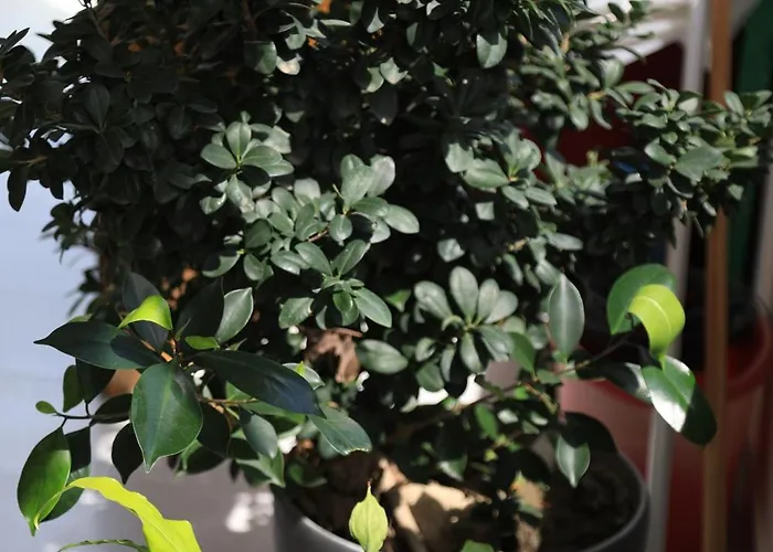 Gardenia *